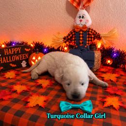 Turquoise Collar Girl - White female German Shepherd puppy in Yuba City, California from Barton’s German Shepherds