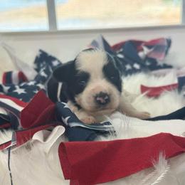 Cash - Blue Boy - Parti male Miniature Schnauzer puppy in Oneonta, Alabama from Murphree Valley Kennels