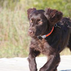 Boykin Spaniels from Dawn Crites