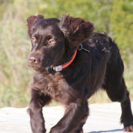 Boykin Spaniels from Dawn Crites