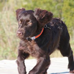Boykin Spaniels from Dawn Crites
