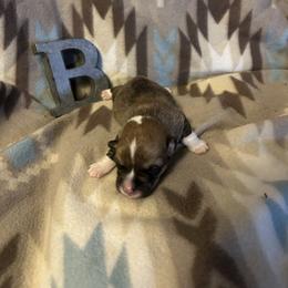 Marvin - Red male Pembroke Welsh Corgi puppy in Maupin, Oregon from Bailey Nannini