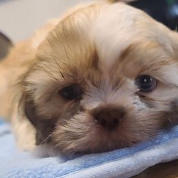 Puppy 2 - Liver and white male Shih Tzu puppy in Belleville, Michigan from Patricia's Heavenly Earth Angels
