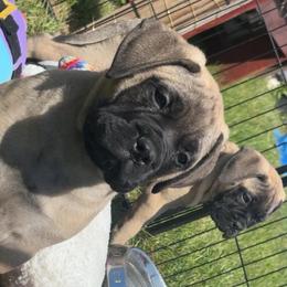 Bandit - Red fawn male Bullmastiff puppy in South Attleboro, Massachusetts from Bessettes Bullies