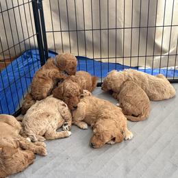 Goldendoodle Puppies from Fenna’s Goldendoodles