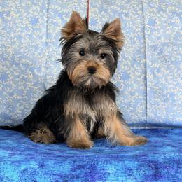 Lonnie - Blue and gold male Yorkshire Terrier puppy in Pinellas Park, Florida from Silversands Yorkshire Terriers
