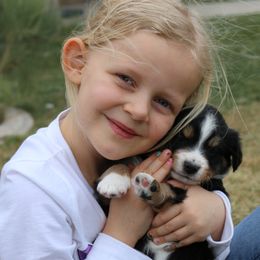 Australian Shepherd Puppies from Painted Blue Aussies