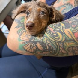 Dachshund Puppies from ♥ MDachs ♥