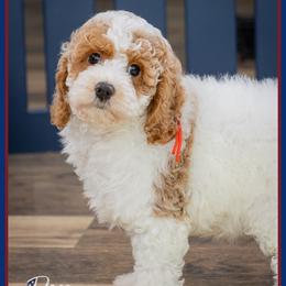 RJ - Red and white male Cockapoo puppy in Connersville, Indiana from Deaz Doodle Ranch