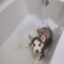 Pomeranian and Siberian Husky Puppies from Duran's huskies and pomeranians