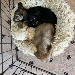 Dachshund Puppies from Rustic Bark Page's Dachshunds