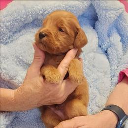 Black - Red  male Goldendoodle puppy in Cumming, Georgia from Chattahoochee Kennels
