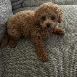 Teddy Graham - Silver-beige  male Poodle puppy in Wilson, North Carolina from Parti-Pawz