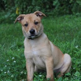 Carolina Dog Puppies from Williams Sweet Carolina