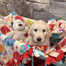 Boy 2 - male Golden Retriever puppy in Evergreen, Colorado from Evergreen Snow Doodles