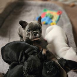 French Bulldog Puppies from Honey Hole Frenchies