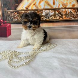 Biewer Terrier and Yorkshire Terrier Puppies from South Georgia Yorkies and Biewers