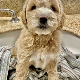 Goldendoodle Puppies from Kings Royal Mini Doodles by King Farms