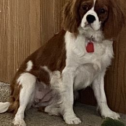 Hannah - Cavalier King Charles Spaniel