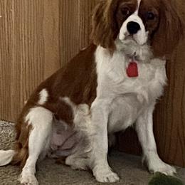 Hannah - Cavalier King Charles Spaniel