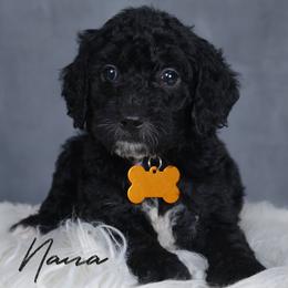 Nana - Black female Goldendoodle puppy in Guthrie, Oklahoma from Edmond Doodles, LLC