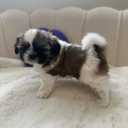 Boy 2 - Red and white male Shih Tzu puppy in Paso Robles, California from Northstar Shih Tzu