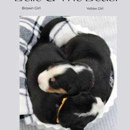 Belle: Brown Girl - Black, white and red female Greater Swiss Mountain Dog puppy in Rexburg, Idaho from Silver String Swissies