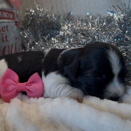 Sydney -AKC - Black and white female Havanese puppy in Verden, Oklahoma from Holcombs Puppy Ranch