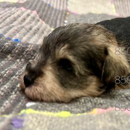 Miniature Schnauzer Puppies from 850Schnauzers