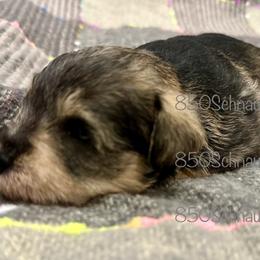 Miniature Schnauzer Puppies from 850Schnauzers