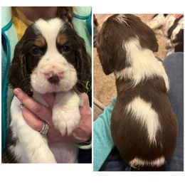 Willie Nelson - English Springer Spaniel puppy in Clinton, Missouri from Twin Ridge Springers