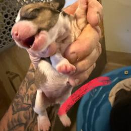 Girl 3 - Red female Dachshund puppy in Paisley, Florida from Pantheon Dachshunds