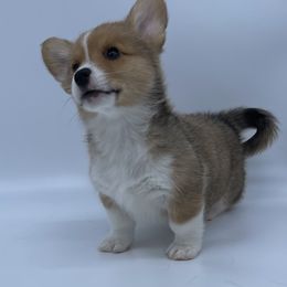 American Corgi and Pembroke Welsh Corgi Puppies from Serendipity Corgi's