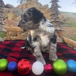 Jack Frost - Blue merle male Aussiedoodle puppy in Riverside, California from Just Loving Doodles