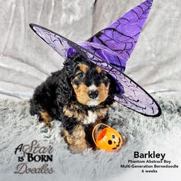 Bernedoodle Puppies from A Star is Born Doodles