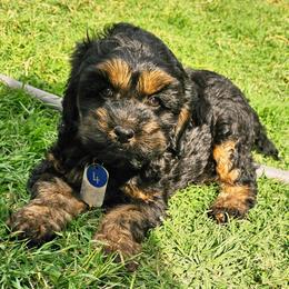 Morgan - Black and tan male Cockapoo puppy in Indiahoma, Oklahoma from Phamily Doodles