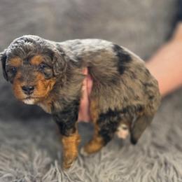 Coffee - Blue merle male Bernedoodle puppy in Mc Gaheysville, Virginia from Doting Doodles