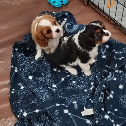 Cavalier King Charles Spaniel Puppies from Brookstone Farm
