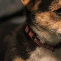 Pembroke Welsh Corgis from Cooksey Ranch Corgis