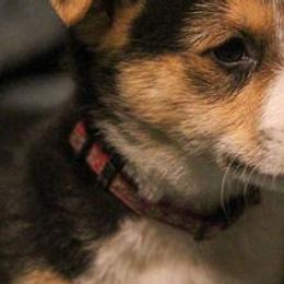Pembroke Welsh Corgis from Cooksey Ranch Corgis