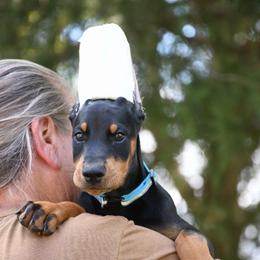 Joker - Black and rust male Doberman Pinscher puppy in Overton, Texas from Obsidian Kennel
