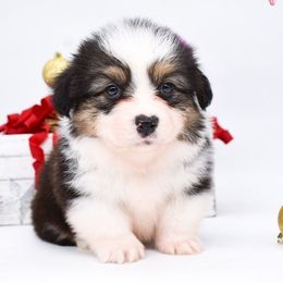 Riven - Black and tan male Pembroke Welsh Corgi puppy in San Antonio, Texas from Moxxi's Legacy Corgis