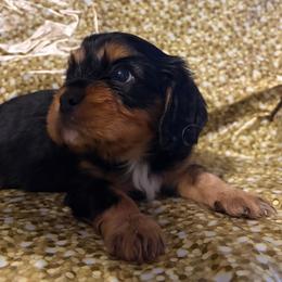 Boomer - Black and tan male Cavalier King Charles Spaniel puppy in Longview, Texas from Casanova Cavalier King Charles Spaniels