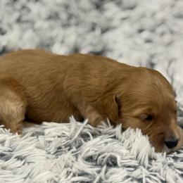 Sadie - Red  female Goldendoodle puppy in Ambrose, Georgia from Brandilyn's Aussies