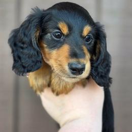 Cobain - Black and tan male Dachshund puppy in Tacoma, Washington from Tiny Dancer Dachshunds