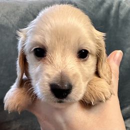 Simon - Cream male Dachshund puppy in Memphis, Tennessee from River City Doxies