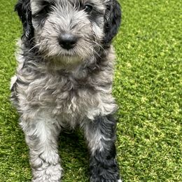 Aussiedoodle and Miniature Australian Shepherd Puppies from Dazy Mayze Mini Aussies and Aussiedoodles