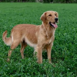 Valley - Golden Retriever