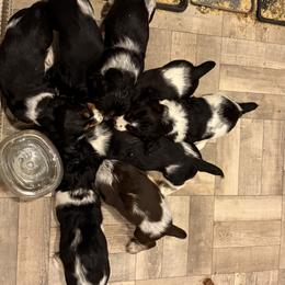 English Springer Spaniel Puppies from Stormin Pine and Prairie Springers