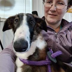 Borzoi and Samoyed Puppies from Kalabria